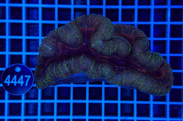 Lobophyllia