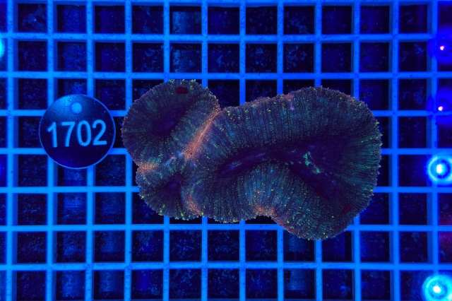 Lobophyllia