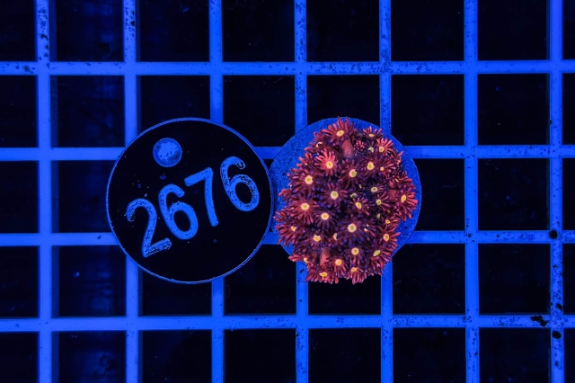 Goniopora Rainbow - 2676_21