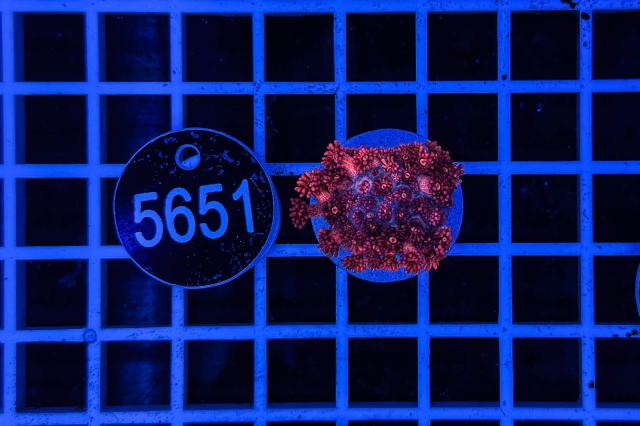 Goniopora Rainbow Goniopora Rainbow