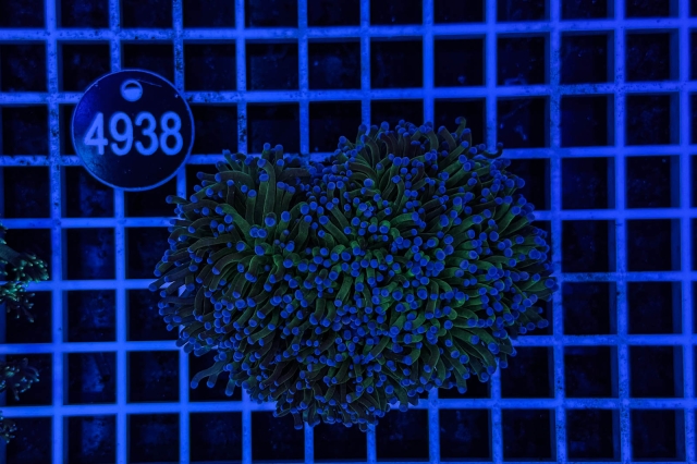 Euphyllia glabrescens