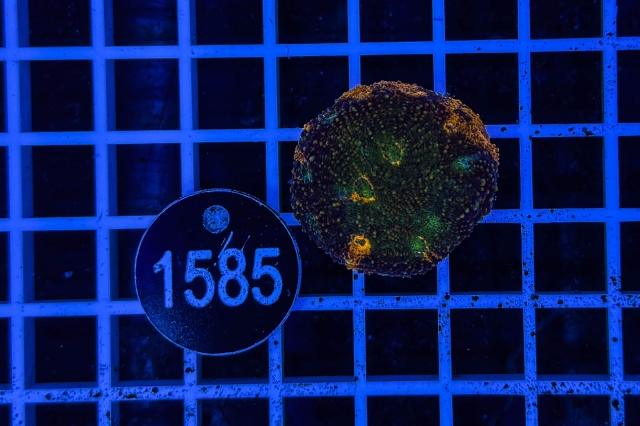 Acanthastrea echinata