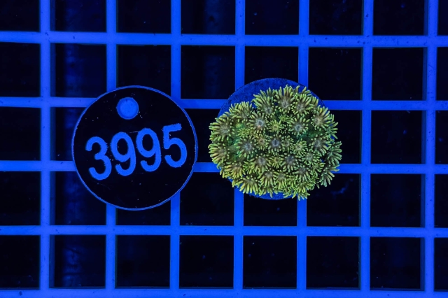 Goniopora Rainbow - 3995_21