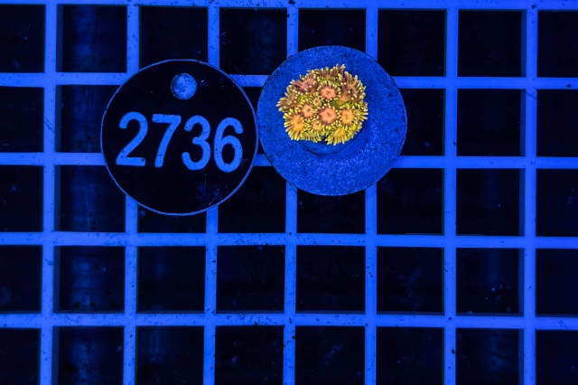 Goniopora Rainbow Goniopora Rainbow