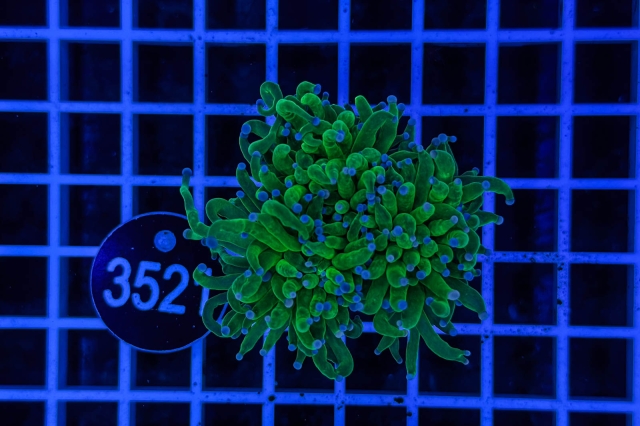 Euphyllia glabrescens