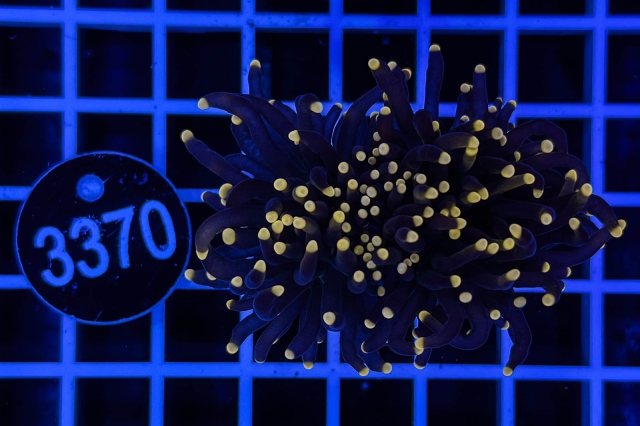 Euphyllia glabrescens