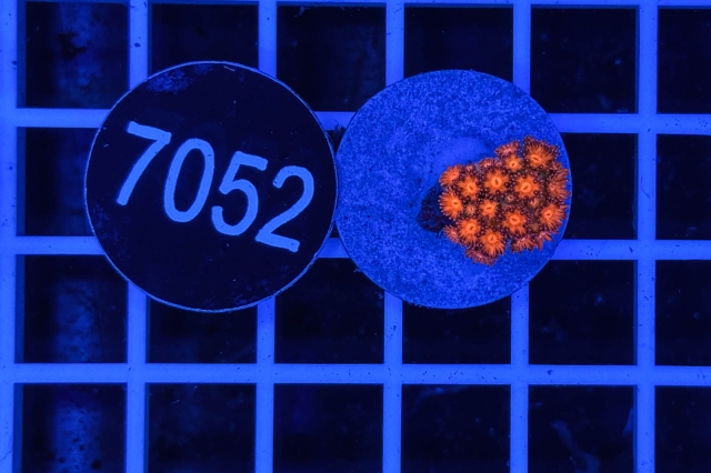 Goniopora Rainbow Goniopora Rainbow