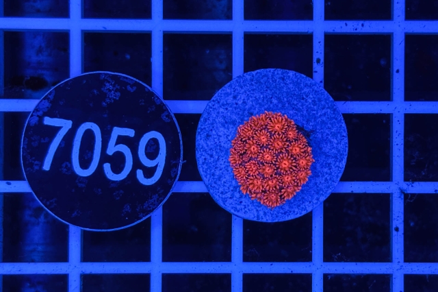 Goniopora Rainbow Goniopora Rainbow