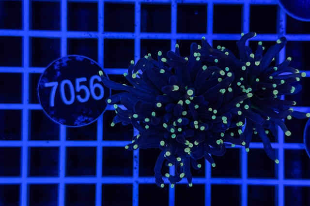 Euphyllia glabrescens