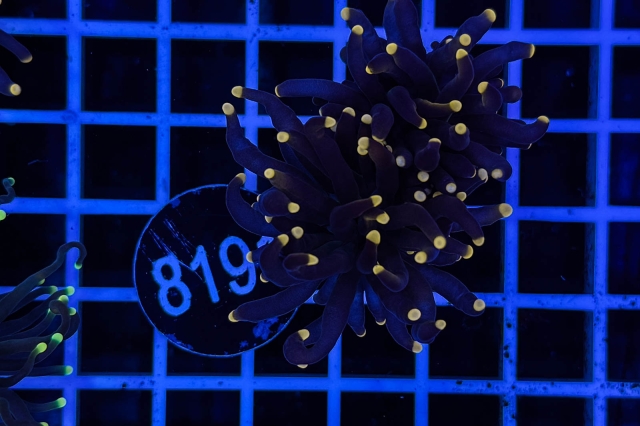 Euphyllia glabrescens