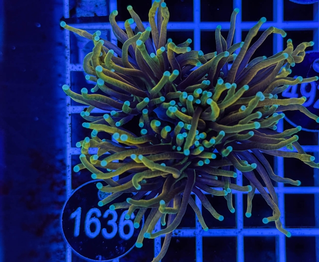 Euphyllia glabrescens Euphyllia glabrescens