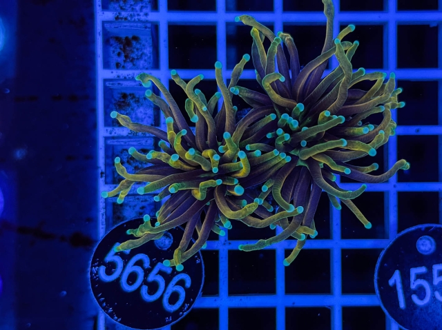 Euphyllia glabrescens