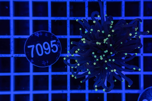 Euphyllia glabrescens