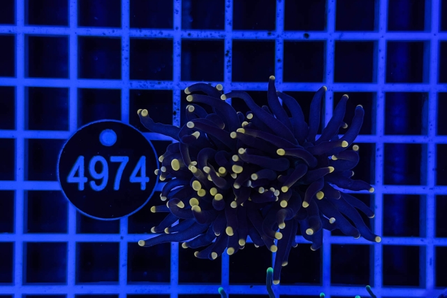 Euphyllia glabrescens