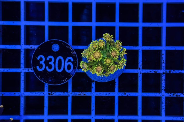 Goniopora Rainbow - 3306_21