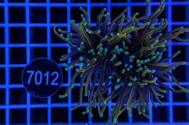 Euphyllia glabrescens