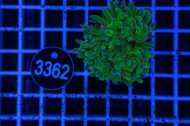 Euphyllia glabrescens