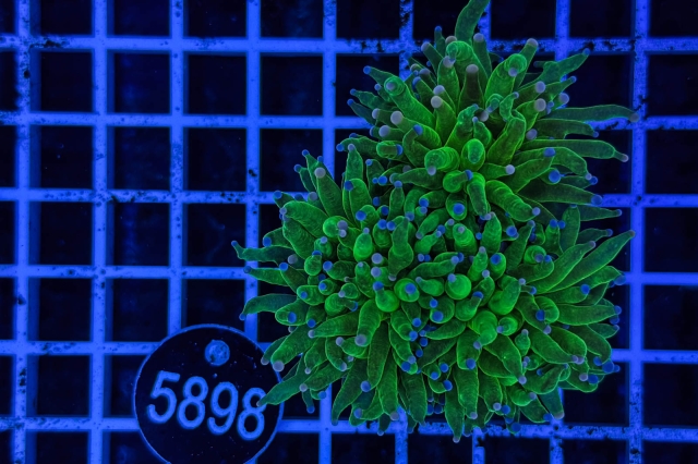 Euphyllia glabrescens