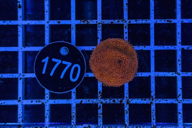 Montipora