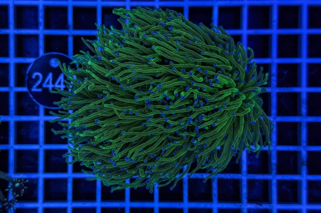 Euphyllia glabrescens