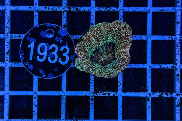 Acanthastrea bowerbanki