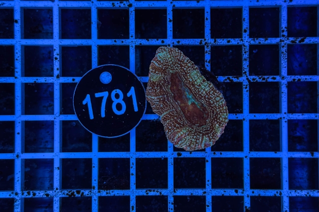 Acanthastrea bowerbanki