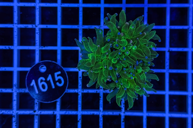 Euphyllia glabrescens