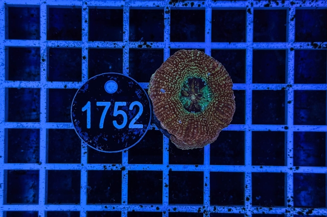 Acanthastrea bowerbanki