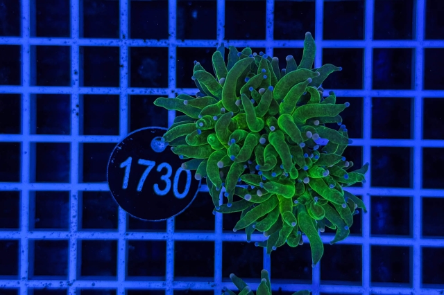 Euphyllia glabrescens