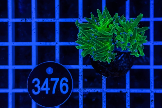 Euphyllia glabrescens