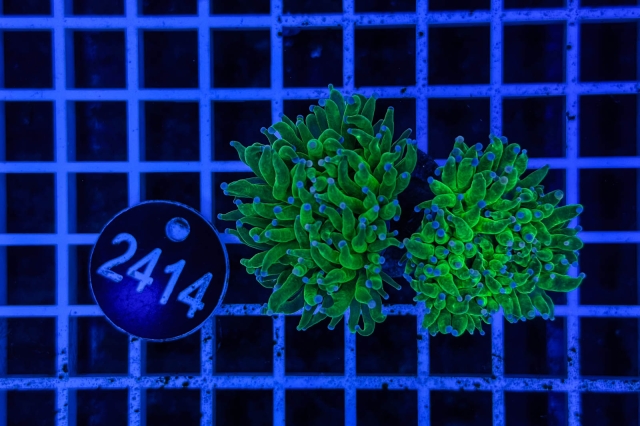 Euphyllia glabrescens