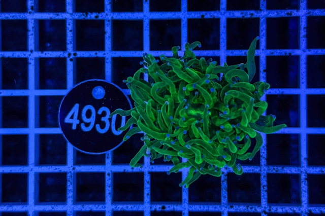 Euphyllia glabrescens