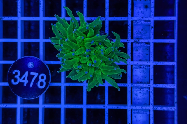 Euphyllia glabrescens