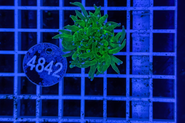 Euphyllia glabrescens