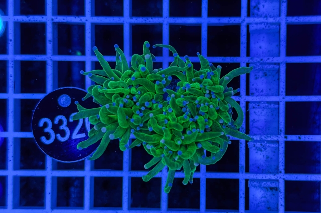 Euphyllia glabrescens