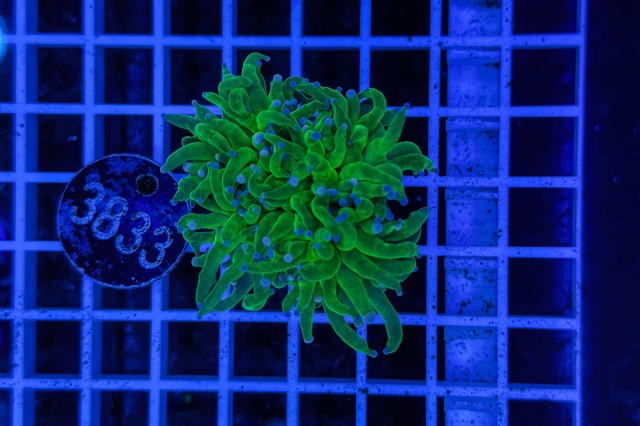 Euphyllia glabrescens