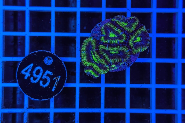 Acanthastrea lordhowensis