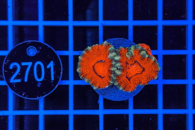 Acanthastrea lordhowensis