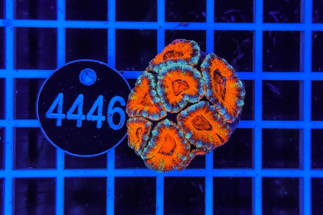 Acanthastrea lordhowensis Ultra - 4446_21