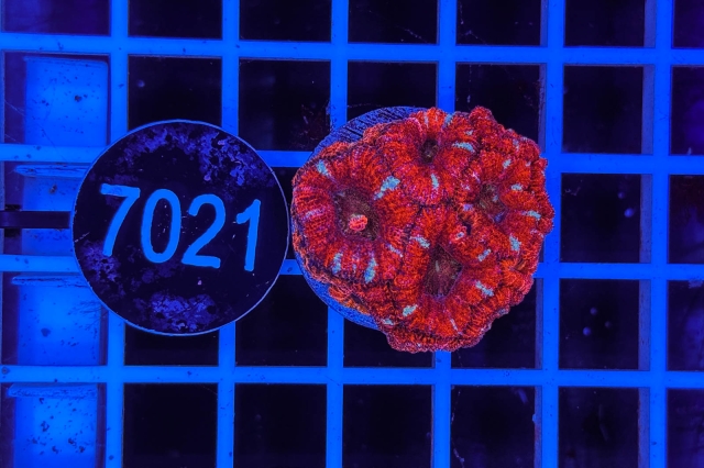 Acanthastrea lordhowensis