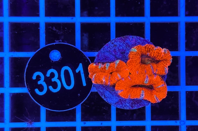 Acanthastrea lordhowensis