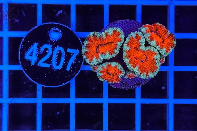 Acanthastrea lordhowensis