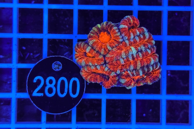 Acanthastrea lordhowensis Ultra - 2800_21