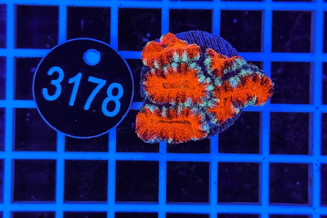 Acanthastrea lordhowensis Ultra - 3178_21