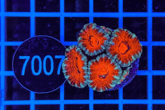 Acanthastrea lordhowensis Ultra Acanthastrea lordhowensis Ultra