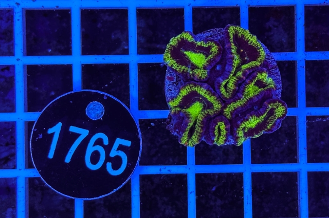 Acanthastrea lordhowensis Ultra Acanthastrea lordhowensis Ultra