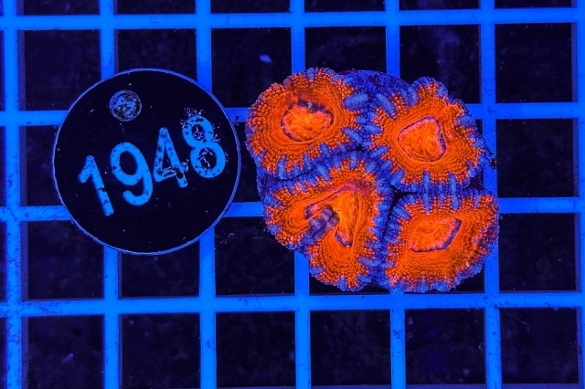 Acanthastrea lordhowensis - 1948_21