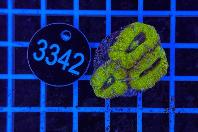 Acanthastrea lordhowensis