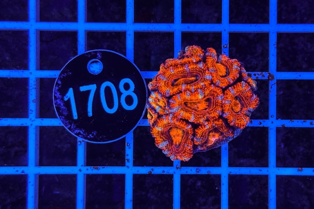 Acanthastrea lordhowensis Rainbow - 1708_21