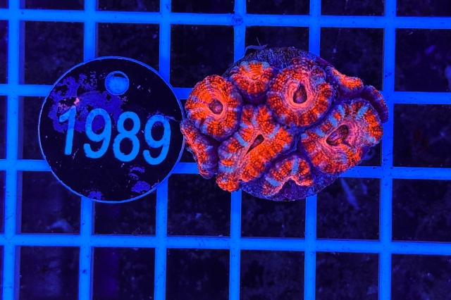 Acanthastrea lordhowensis Ultra - 1989_21